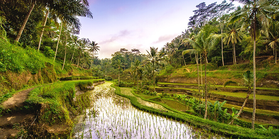 Typisches Landschaftsbild in Indonesien: kunstvolle Reisterrassen