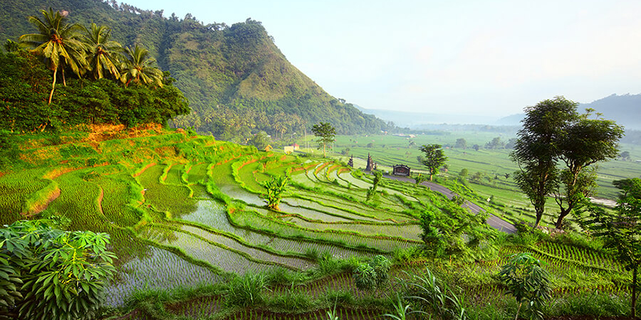 Auf der Bali Rundreise zu entdecken: Reisterrassen bei Jatiluwih