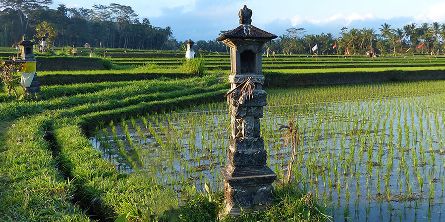 Nach Bali reisen und kunstvolle Reisterrassen erleben