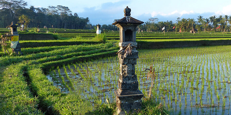 Reisfelder und Reisterrassen bei Jatiluwih auf Bali