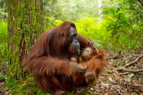 Orang Utan Mutter mit Baby im Semenggoh Nature Reserve, Borneo