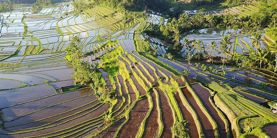 Soweit das Auge reicht: Reisterrassen auf der Indonesien Rundreise