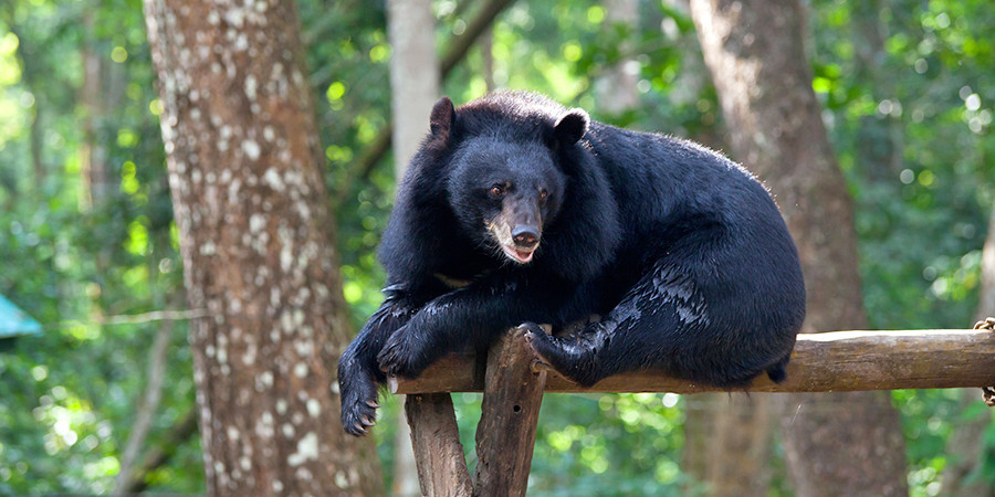 Free the Bears Rescue Centre Luang Prabang