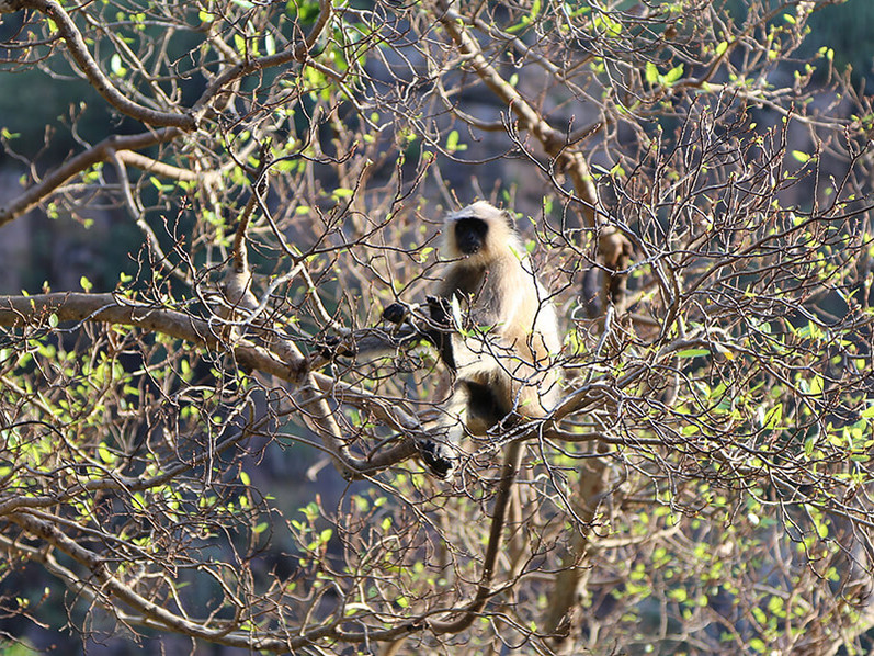 Im Naturschutzgebiet von Bandipur beim Kabini-River
