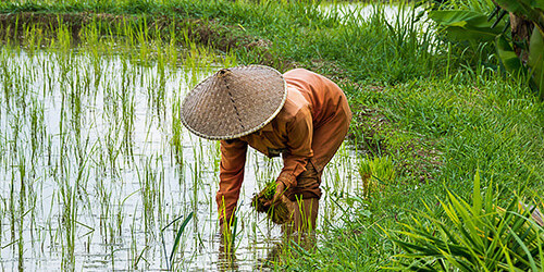 Reisbauern auf dem Feld