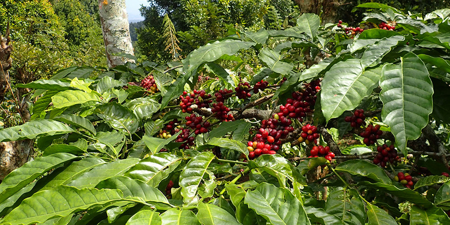 Munduk Bali ist bekannt für seine Kaffeeplantagen