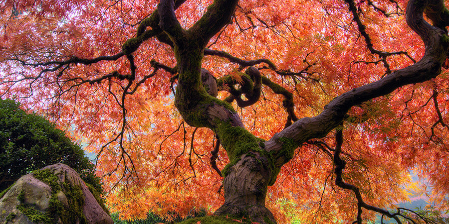 Japan Reisen im Herbst: Leuchtende Farben in Kyoto