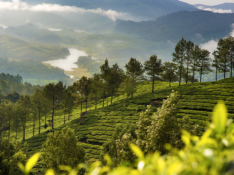 Unsere Südindien Rundreise führt auch zu den Teeplantagen von Munnar