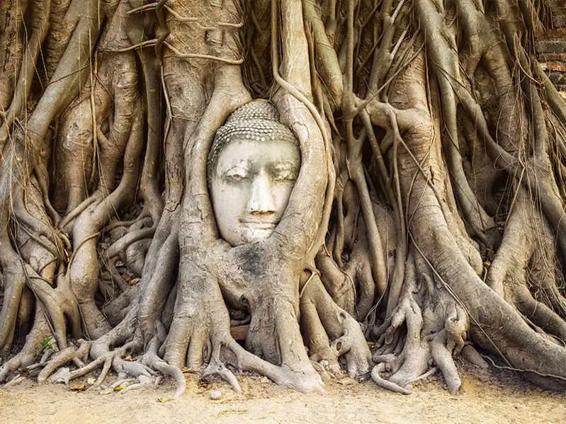 Die Macht der Natur verschlingt die Ruinen von Angkor