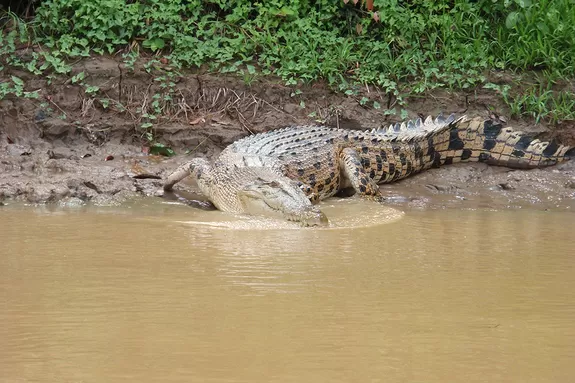 Krokodile im Bako Nationalpark, Borneo, Malaysia