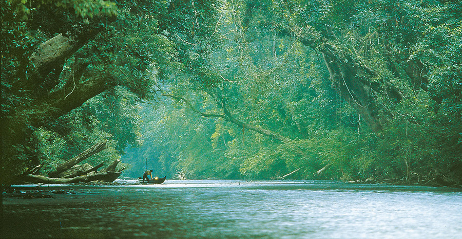 Natur pur im Regenwald von Taman Negara, Malaysia