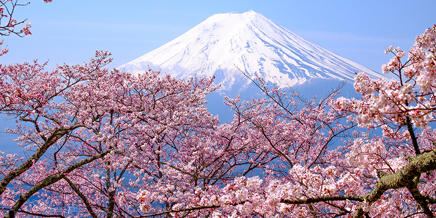 Typische Japan Klischee-Bilder: Mount Fuji und Kirschblüten