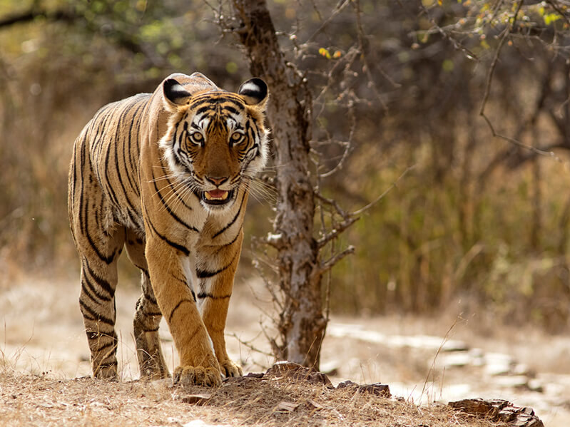 Tigerreservat Ranthambore in Indien