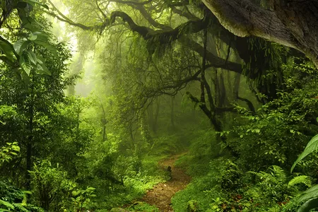 Borneo Rundreise mit viel Naturerlebnissen wir Trekking im Regenwald