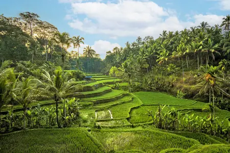 Bali Rundreise: Reisterrassen bei Jatiluwih (Unesco Welterbe)