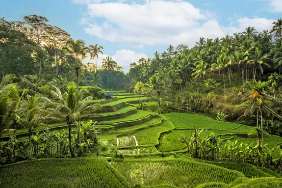 Bali Rundreise: Reisterrassen bei Jatiluwih (Unesco Welterbe)