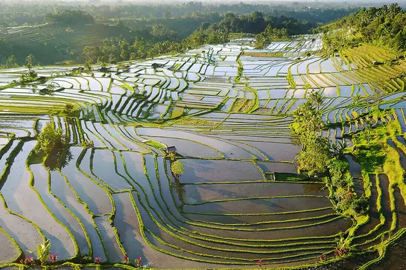 Individuelle Bali Rundreise zu den bekannten Reisterrassen