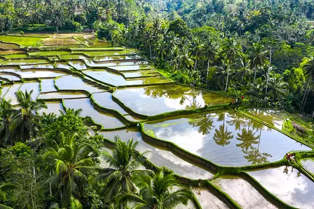 Reisterrassen auf Bali gehören zu Unesco Welterbe