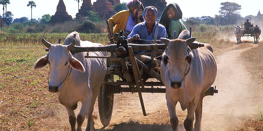 Gehört in Myanmar noch zum Alltag: Ochsenkarren in Bagan