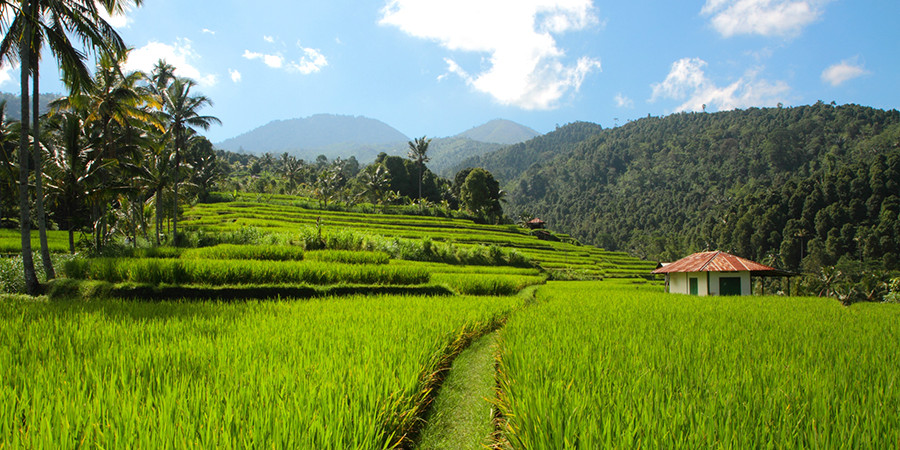 Munduk auf Bali: Reisterrassen in der Umgebung