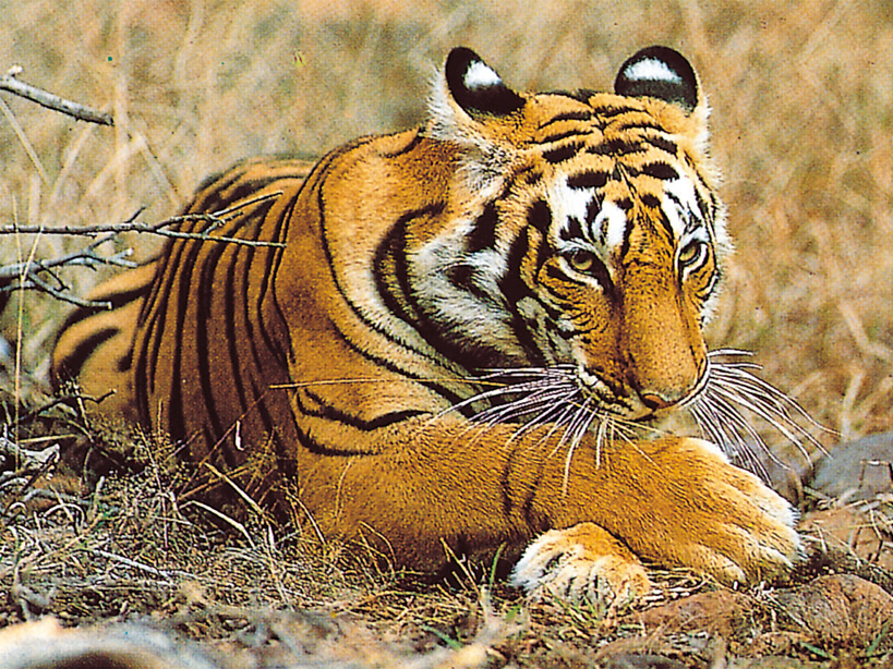 Auf der Suche nach dem bengalischen Tiger im Nationalpark von Ranthambore