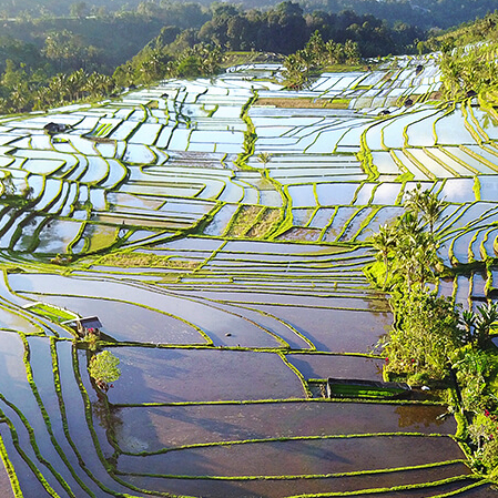 Bali Reise, die schönen Reisterrassen