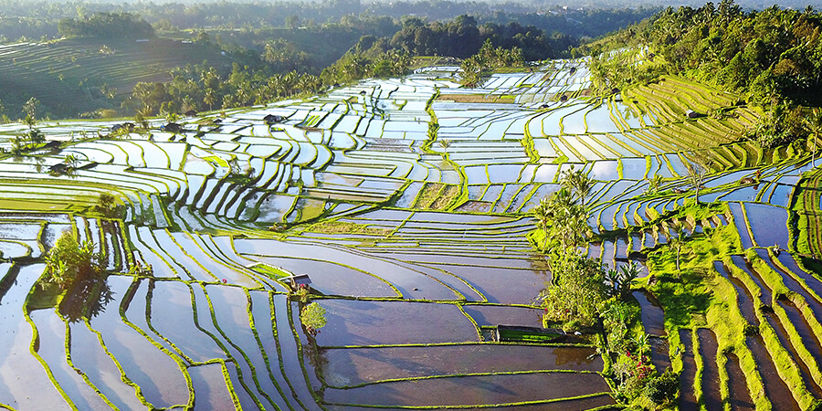 Unesco Welterbe und Highlight der Bali Rundreise: Reisterrassen bei Jatiluwih