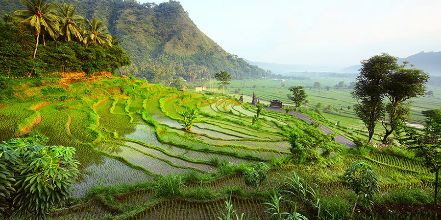 Buchen Sie Ihre Bali Ferien bei Lotus Reisen und entdecken Sie die herrlichen Reisterrassen von Jatiluwih