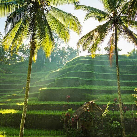 Kunstvolle Reisterrassen auf Bali - Unesco Welterbe