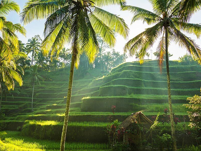 Landschaft mit Reisterrassen auf der Insel Bali