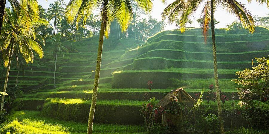Bali Reise zu kunstvollen Reisterrassen mit Lotus Reisen, dem Bali Spezialist