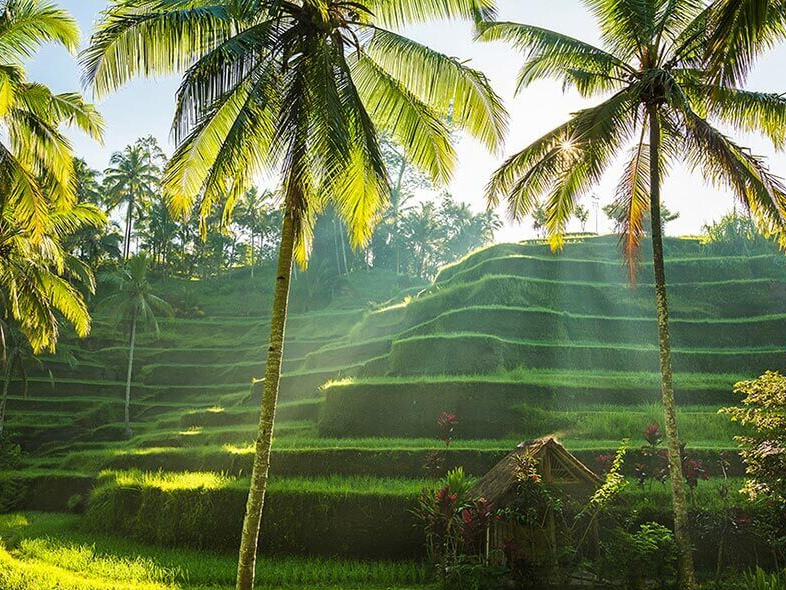 Highlight in den Bali Ferien: kunstvolle Reisterrassen