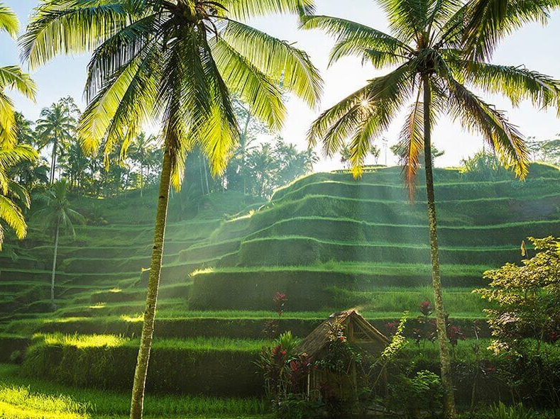 Schöne Landschaft und kunstvolle Reisterrassen entdecken bei Ausflügen auf Bali