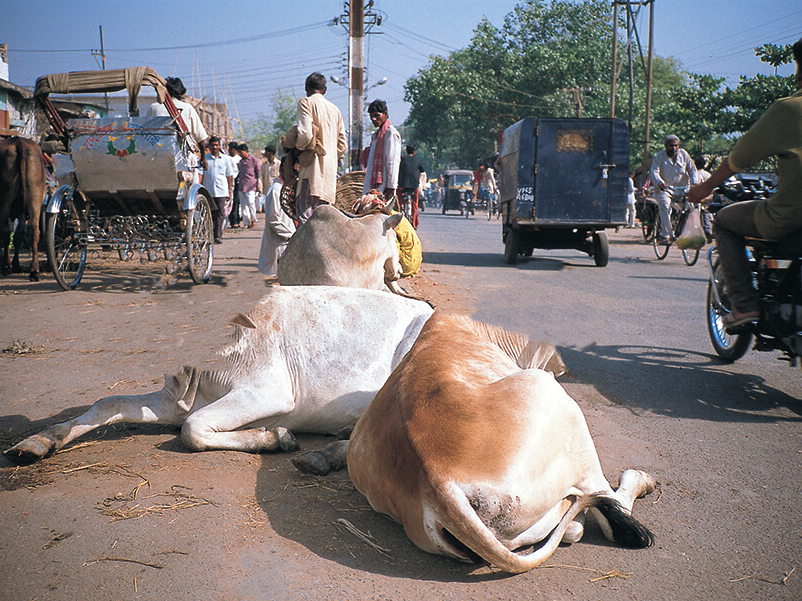 Begegnen Ihnen sicher in Ihren Indien Ferien: die heiligen Kühe allüberall