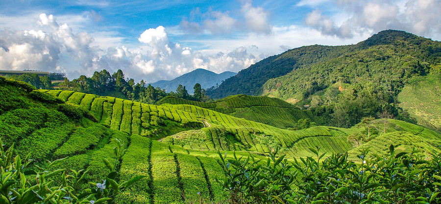 Cameron Highlands - Etappenziel der Malaysia Rundreise