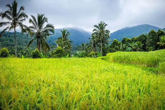 Bali Landschaft mit Reisfeldern und Vulkanen