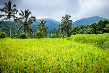 Bali Landschaft mit Reisfeldern und Vulkanen