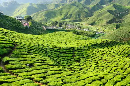 Cameron Highlands: mit Teeplantagen übersäte Hügel in Malaysia