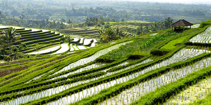 Indonesien Rundreise Bali - Lombok: Reisterrassen 