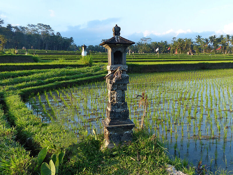 Beim Reisen durch Bali die schönen Reisterrassen entdecken