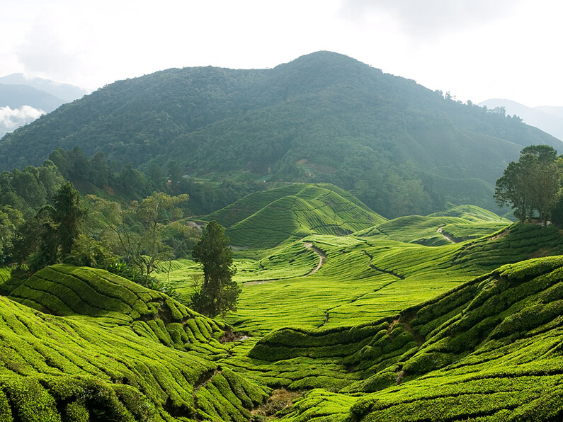Unsere Malaysia Rundreise führt in die Teeanbaugebiete der Cameron Highlands