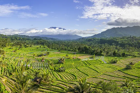 Bali entdecken: Reisterrassen, Palmen und Vulkane