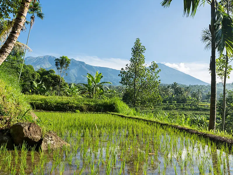 Unsere Bali Rundreise führt zu Vulkanen und Reisterrassen