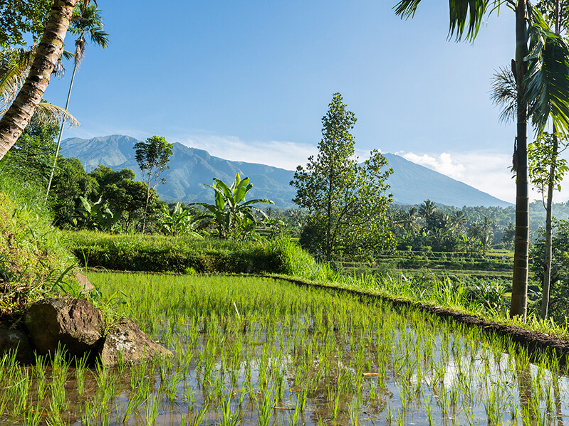 Unsere Bali Rundreise führt zu Vulkanen und Reisterrassen