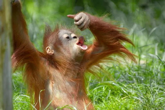 Naturreise Borneo mit Tierbeobachtungen im Dschungel