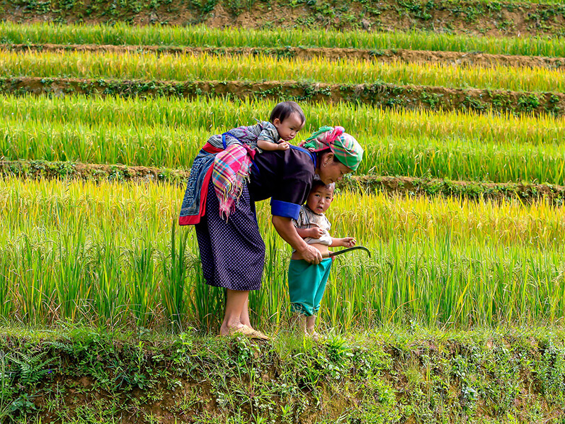 Reisanbau in Vietnams Norden