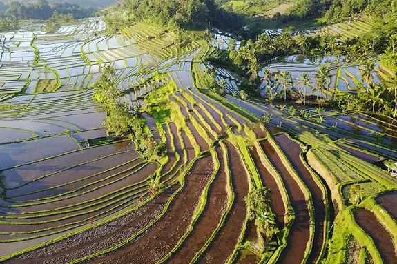 Highlight der Rundreise: Hänge mit Reisterrassen überzogen auf Bali