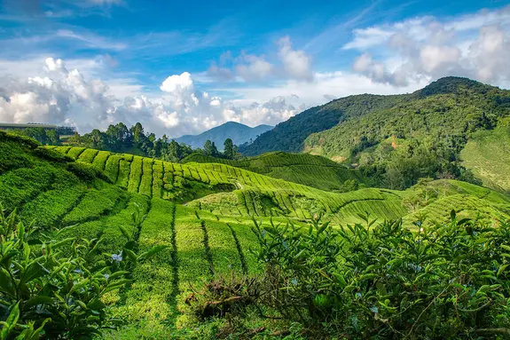 Besuch der Teeplantagen von Cameron Highlands während Malaysia Rundreise