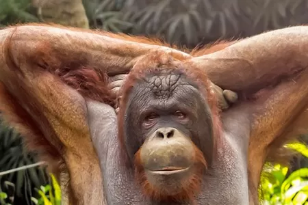 Orang Utan Sanctuary in Sepilok: Besuch auf der Borneo Rundreise