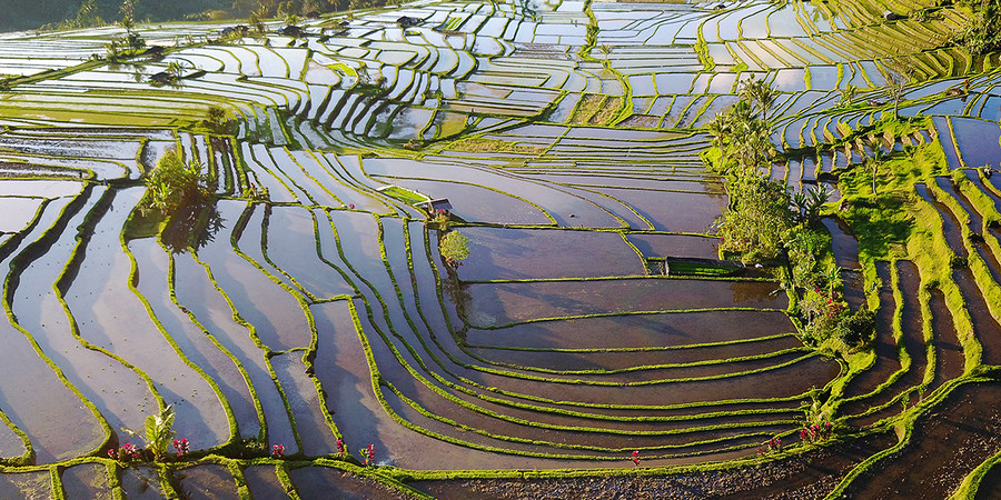 Die kunstvollen Reisterrassen auf Bali zählen zu Unesco Weltnaturerbe